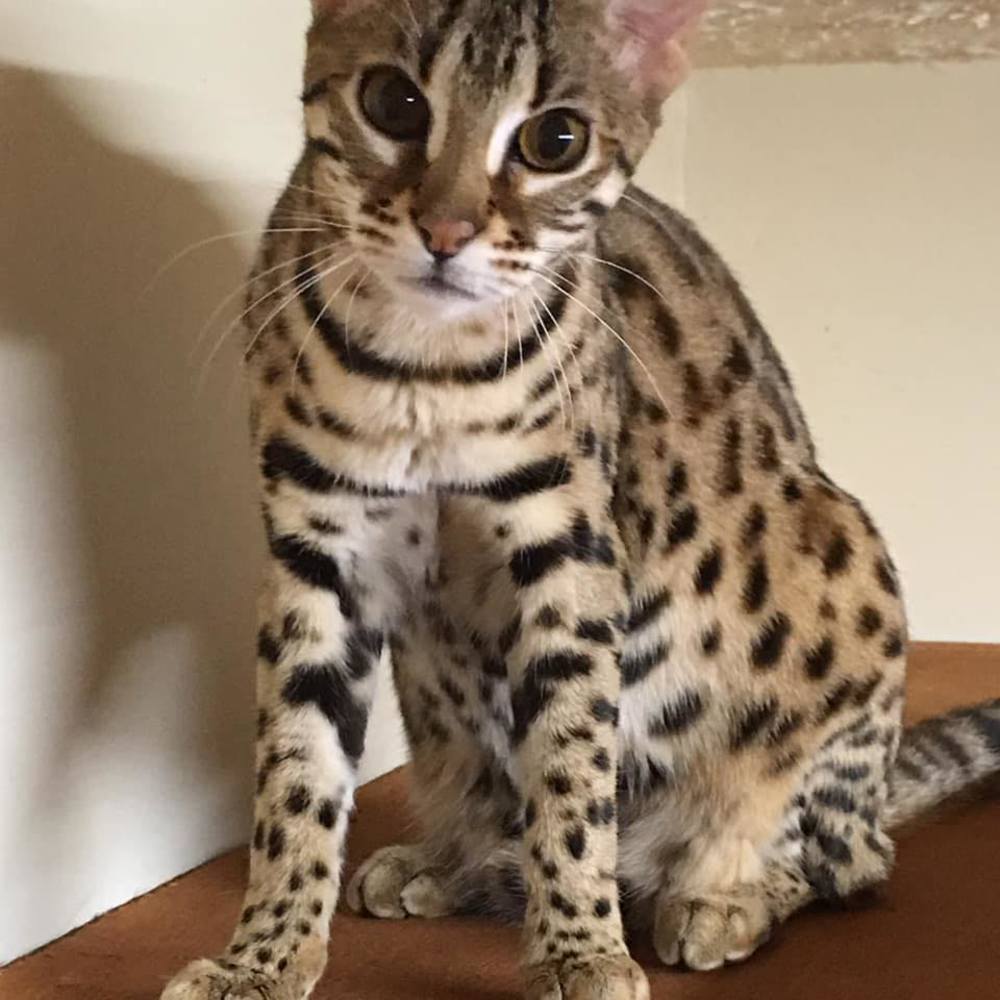 Meet your Posher, Elesha